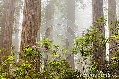 Redwoods and rhododendrons along the Damnation Creek Trail in De Stock Photo