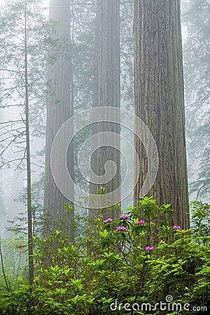 Redwoods and rhododendrons along the Damnation Creek Trail in De Stock Photo