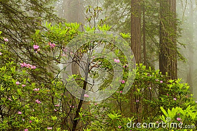 Redwoods and rhododendrons along the Damnation Creek Trail in De Stock Photo