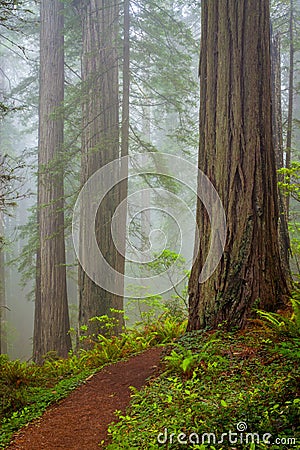 Redwoods and rhododendrons along the Damnation Creek Trail in De Stock Photo