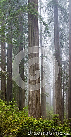 Redwoods and rhododendrons along the Damnation Creek Trail in De Stock Photo