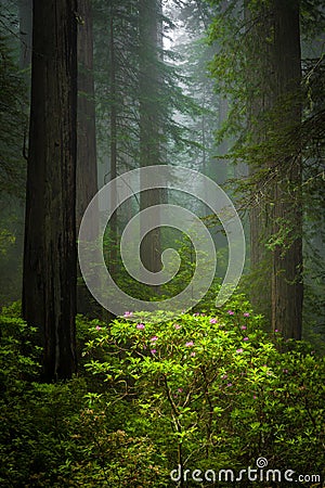 Redwoods and rhododendrons along the Damnation Creek Trail in De Stock Photo