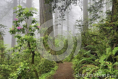 Redwoods and rhododendrons Stock Photo