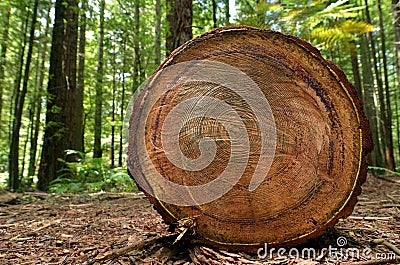 Redwoods in Rotorua New Zealand Stock Photo