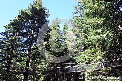 Redwoods Treewalk at Giant redwood forests New Zealand Editorial Stock Photo