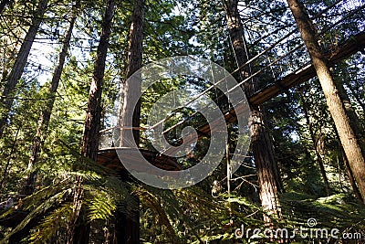 Redwoods Treewalk at Giant Redwoods forests in Rotorua New Zealand Stock Photo