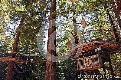 Redwoods Treewalk at Giant Redwoods forests in Rotorua New Zealand Editorial Stock Photo