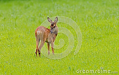 Ree, Roe Deer, Capreolus capreolus Stock Photo