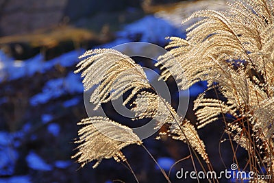 The reed Stock Photo