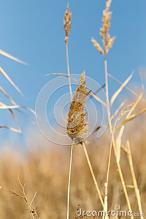 Reed against the blue sky Stock Photo