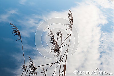 Reed against the sky Stock Photo