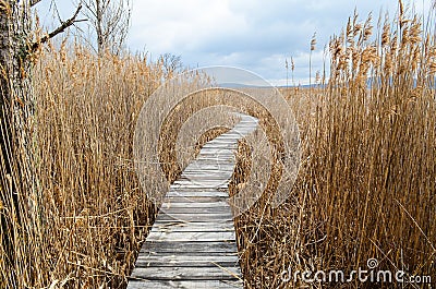 Reed in the autumn Stock Photo