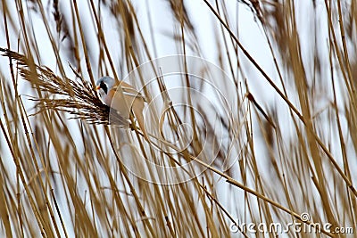 Bearded tit feeds on a reed panicle Stock Photo