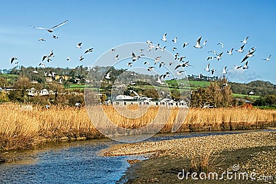 Reed Beds Along The River Char At Charmouth, Dorset Stock Photo
