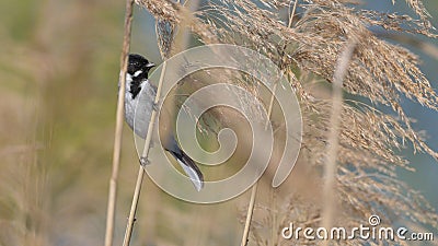 Reed bunting, bird, perched in the reeds of the cane thicket Stock Photo