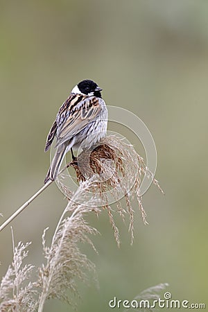 Reed bunting, Emberiza schoeniclus Stock Photo