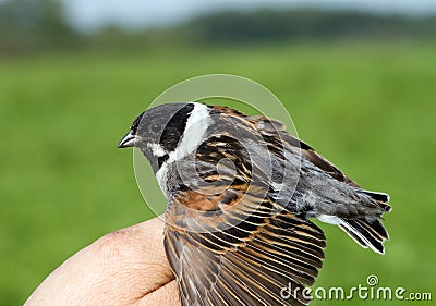 Reed bunting on the man's palm Stock Photo