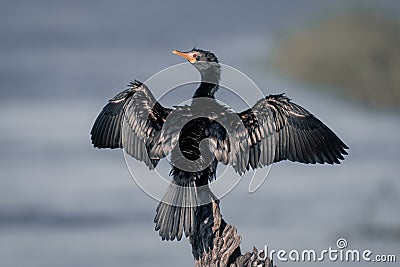 Reed cormorant dries wings on tree stump Stock Photo