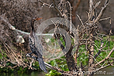 Reed cormorant Stock Photo