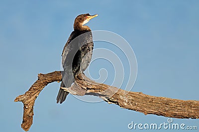 A reed cormorant perched on a branch, South Africa Stock Photo