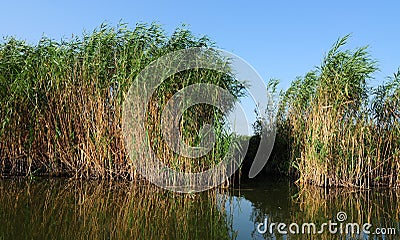 Reed Stock Photo