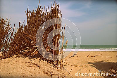 Reed on an Empty beach Stock Photo