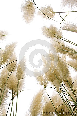 Reed flowers Stock Photo
