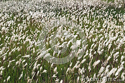 The reed flowers Stock Photo