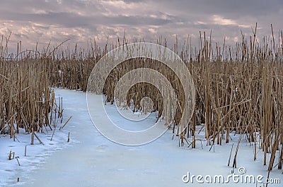 Reed Stock Photo