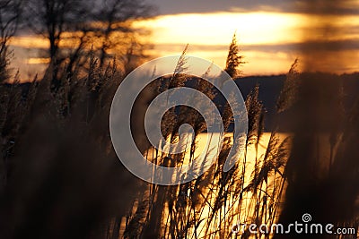 Reed in the golden glimmer Stock Photo