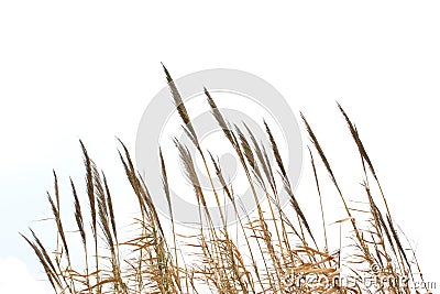 Reed grass isolated on white background Stock Photo