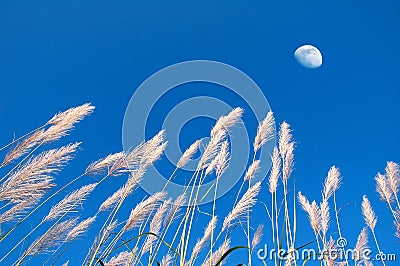 Reed grass Stock Photo