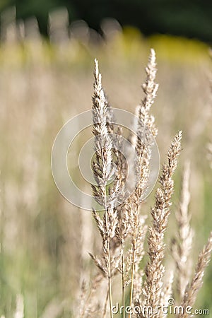 Reed grass field Stock Photo