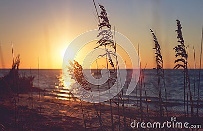 Reed grass silhouettes against the evening sun on the beach Stock Photo