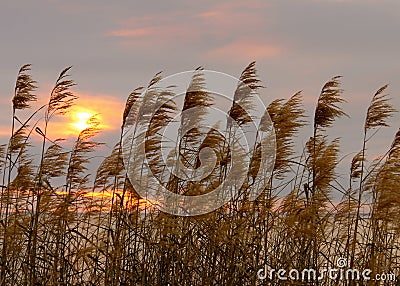 Reed Grass Stock Photo