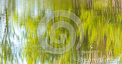 Reed grows in the pond as a background Stock Photo