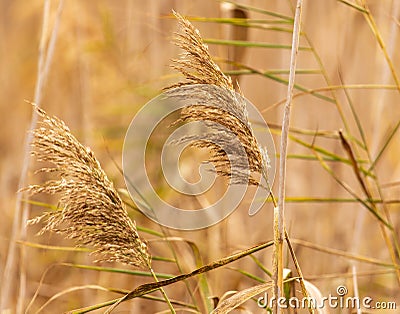 Reed grows on a pond in autumn Stock Photo