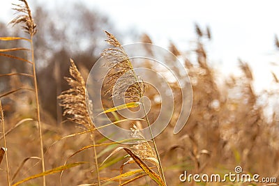 Reed grows on a pond in autumn Stock Photo