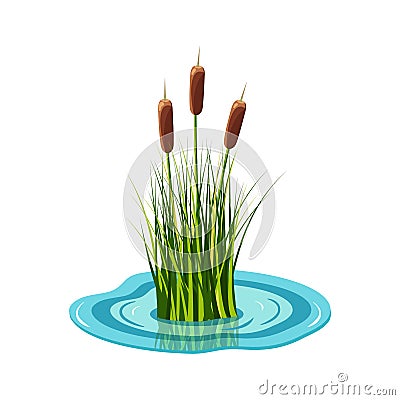 Reed high in the grass grows from the water. Vector illustration of pond plants. Vector Illustration