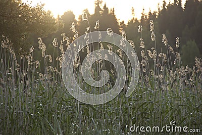 Reed ,Karelia, Russia Stock Photo