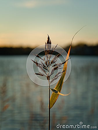 Reed in a lake Stock Photo