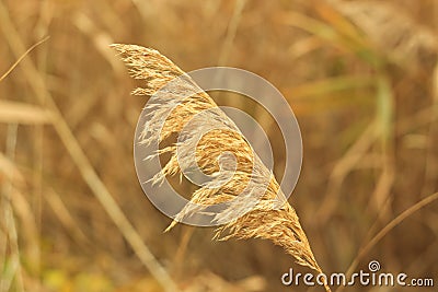 Reed Mace poster for home or office. These large reeds are sometimes called bulrushes Stock Photo