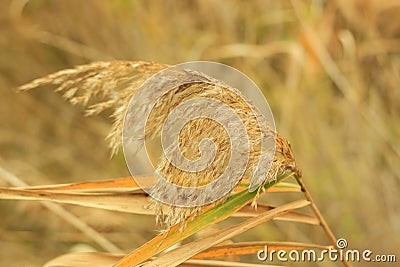 Reed Mace poster for home or office. These large reeds are sometimes called bulrushes Stock Photo