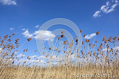 Reed marsh Stock Photo