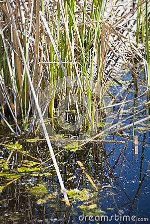 Reed and moss Stock Photo