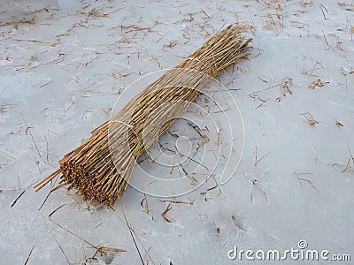 Reed plant bunch Stock Photo