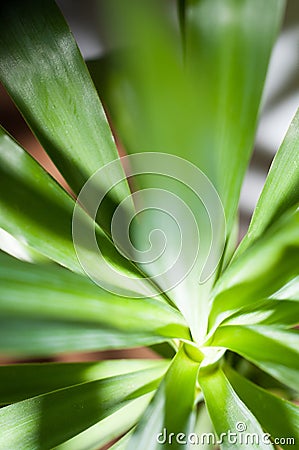 Reed plant Stock Photo