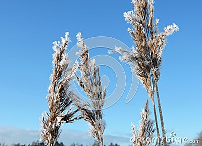 Reed plant in frost Stock Photo