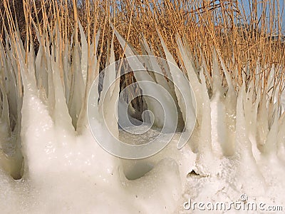 Reed plant in ice Stock Photo