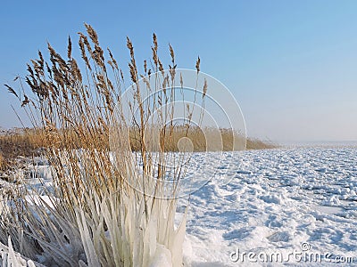 Reed plant in ice on lake coast Stock Photo